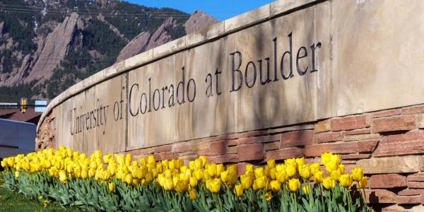 Yellow tulips in front of a University of babyֱapp Boulder sign